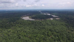 View of the forest from the sky
