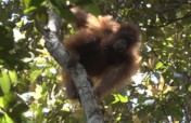Save the orangutans of Borneo !