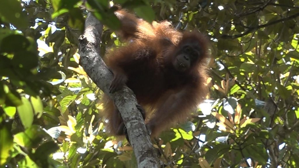 Save the orangutans of Borneo !