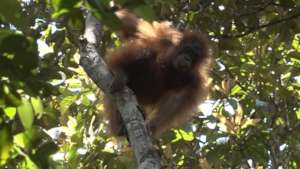 Save the orangutans of Borneo !
