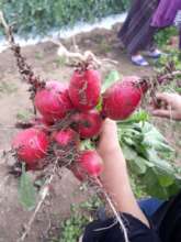 Harvesting the fruits of labor!