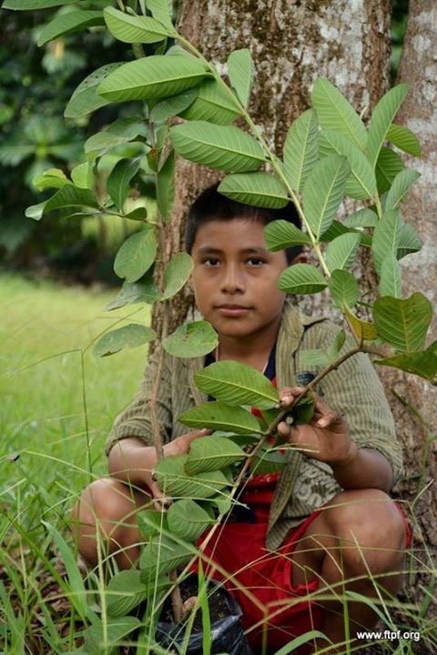 Feed Vulnerable Guatemalan Kids with Fruit Trees