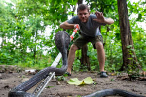 The monsoon rain means lots of snakes!