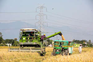 Our rice paddy harvest underway.