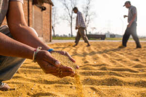 Our mustard crop is now completed.