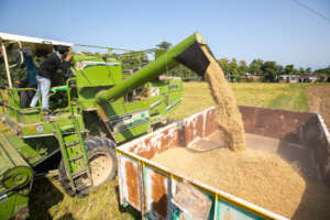 Harvesting our crop of Basmati Rice by combine.