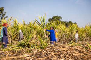 Sugarcane harvest brings some financial relief.