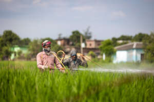 Our rice crop growing strong.