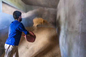 Filling the store rooms with grain!