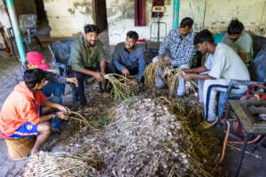 We got 100kg (220lbs) of garlic from our garden!