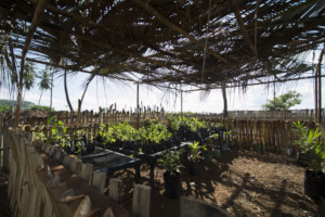 Vegetable garden for the SOLS students to practice
