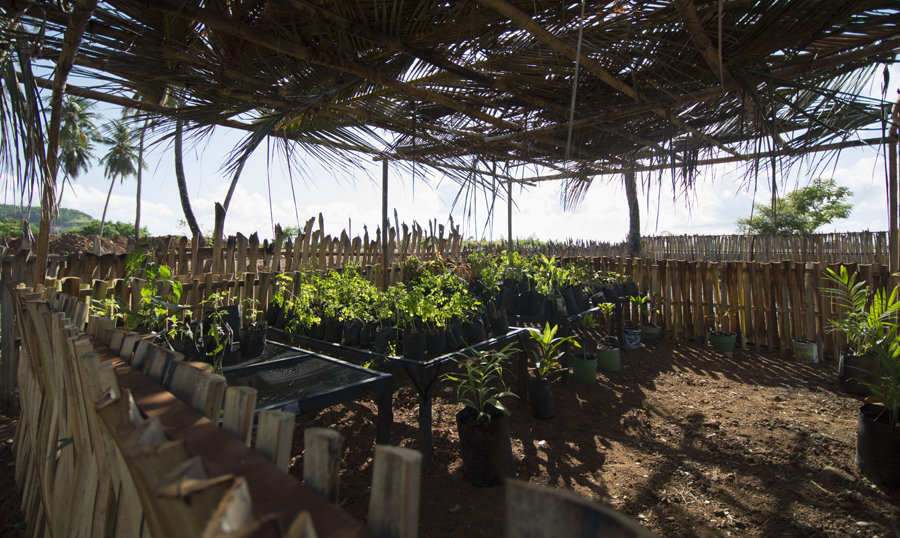 Creating livelihoods for youth in Timor-Leste