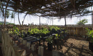 Vegetables nursery to test and practise