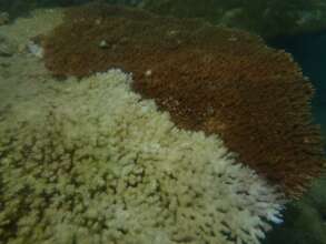 A bleached coral observed during the survey
