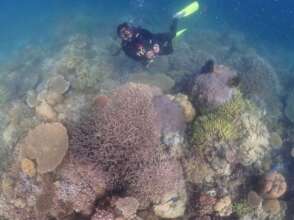 A diver assessing the reefs before the survey