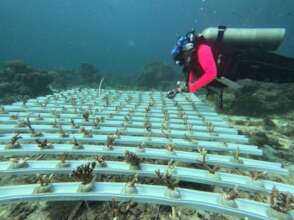 A diver fixing coral fragments at the nursery site