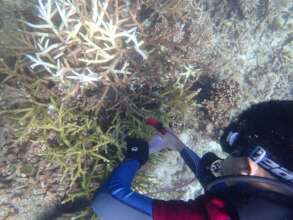 A diver injecting a COT found between reefs