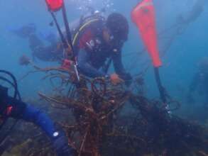 A diver removing tangled ghost nets in Pulau Besar