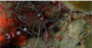 Banded coral shrimp spotted at a survey site