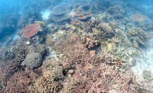 Beautiful coral reefs at Timba-Timba Island