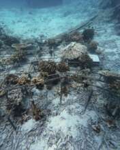Boat anchor damage in Redang site