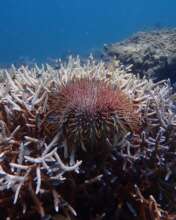 COT causing damage to coral reefs