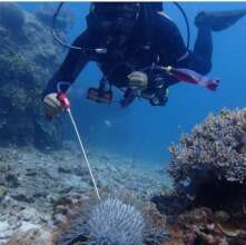 Crown of Thorns starfish (COTs) population control