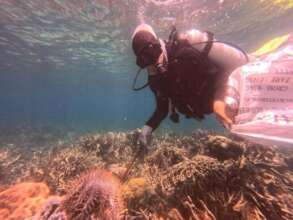 COTs are collected in bags to be disposed on land