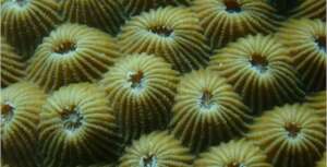 Close up of a hard coral