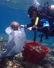 Collecting COTs into bags