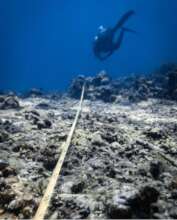 Coral reef area damaged from fish bombing