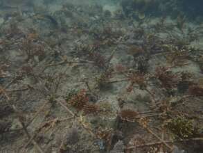 Corals growing well in Larapan Island