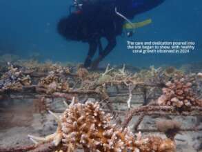 Selakan reef rehabilitation site in 2024