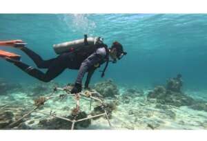 Diver carrying finished reef stars