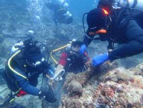 Divers working together to remove an entangled net