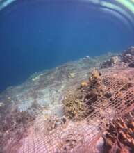 Ghost nets found in Darvel Bay