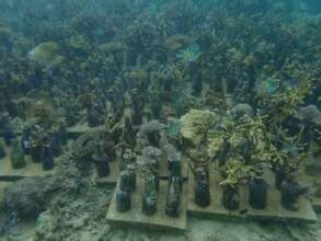 Good coral growth on the bottle reefs in Larapan