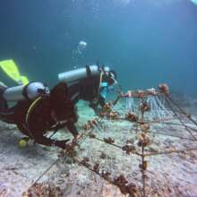 KMCG team attaching coral fragments to the frames