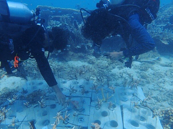MMCG attaching coral fragments to the bottles