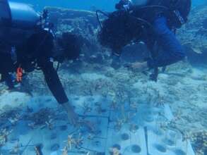 MMCG attaching coral fragments to the bottles