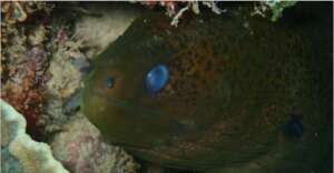 Moray eel seen at a survey site