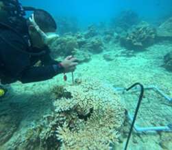 Photo ID at coral bleaching monitoring training