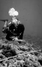 Muhaimin conducting a Reef Check survey