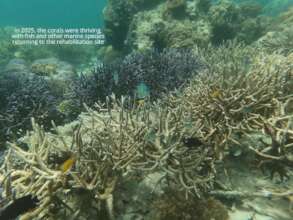 Selakan rehabilitation site thriving well in 2025