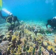 Reef rehabilitation efforts