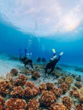 Reef rehabilitation effort in Redang