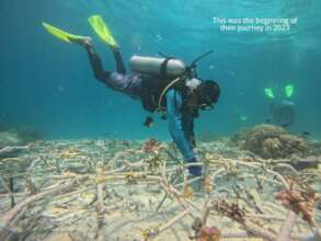 Reef rehabilitation began in Selakan in 2023