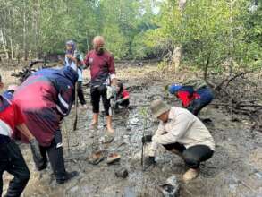 Students replanting healthy mangrove saplings