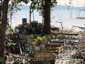 The mangrove nursery area