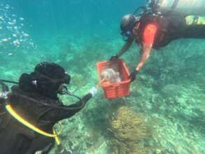 The Semporna team working together to remove COTs